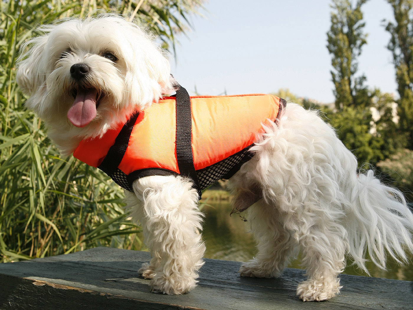 Hund Hintergrundbilder kostenlos Tiere