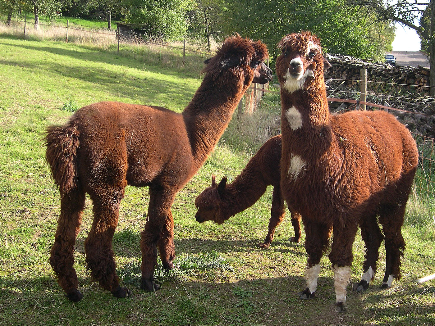 Lama - Hintergrundbilder kostenlos: Tiere