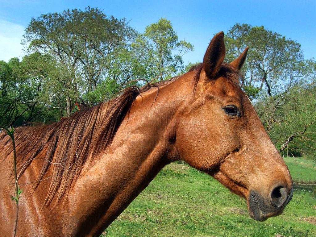 Pferd - Hintergrundbilder kostenlos: Tiere