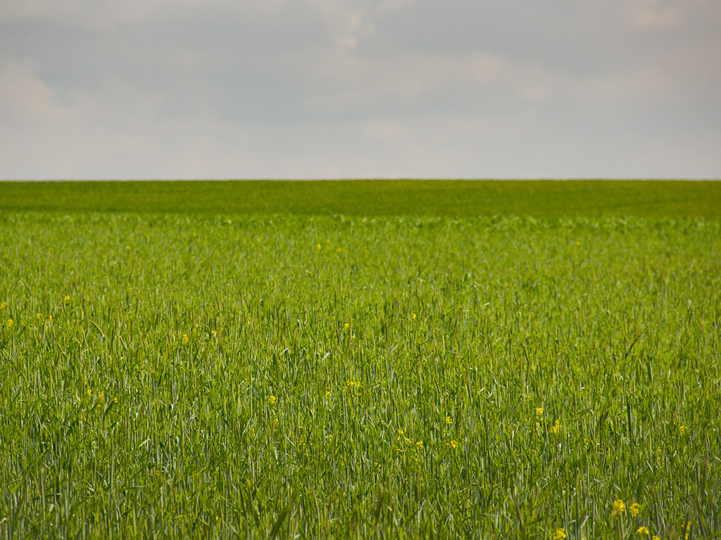 Blumenwiese 008 - Hintergrundbild