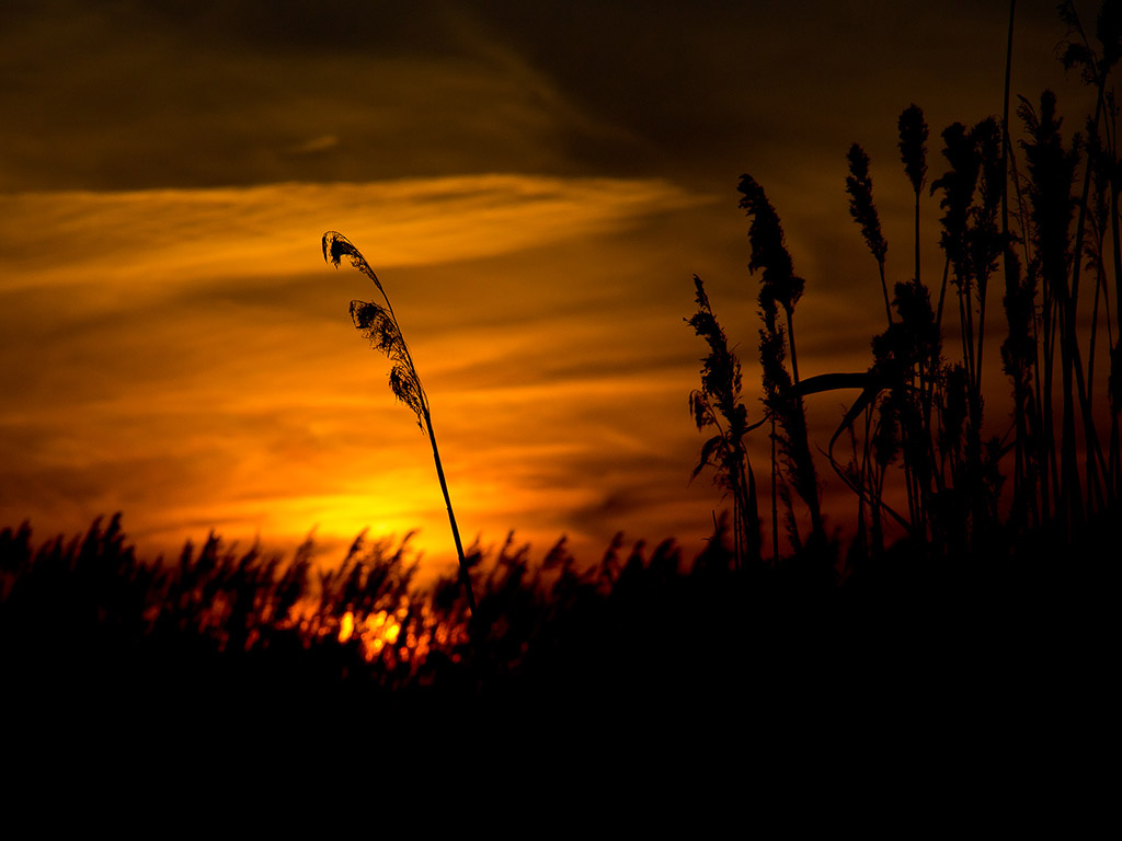 Natur Hintergrundbilder für dich!