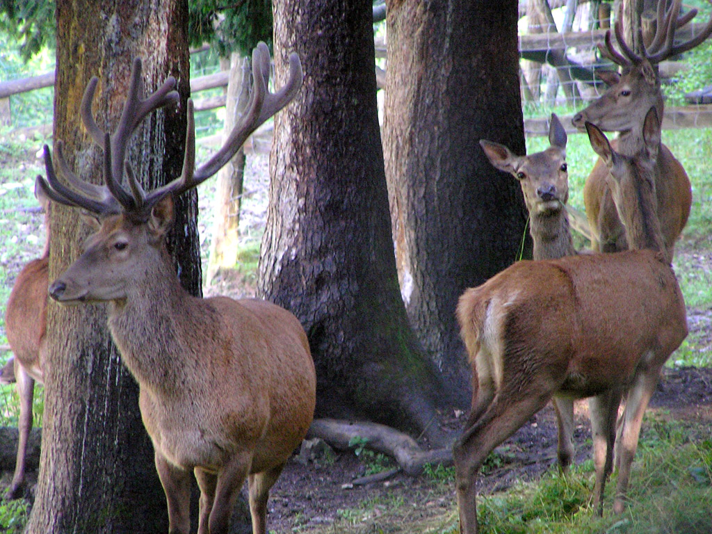 Hirsch - Hintergrundbilder kostenlos: Tiere