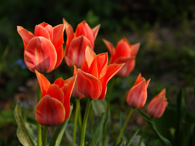 Frühling Hintergrundbilder kostenlos - download ohne Registrierung