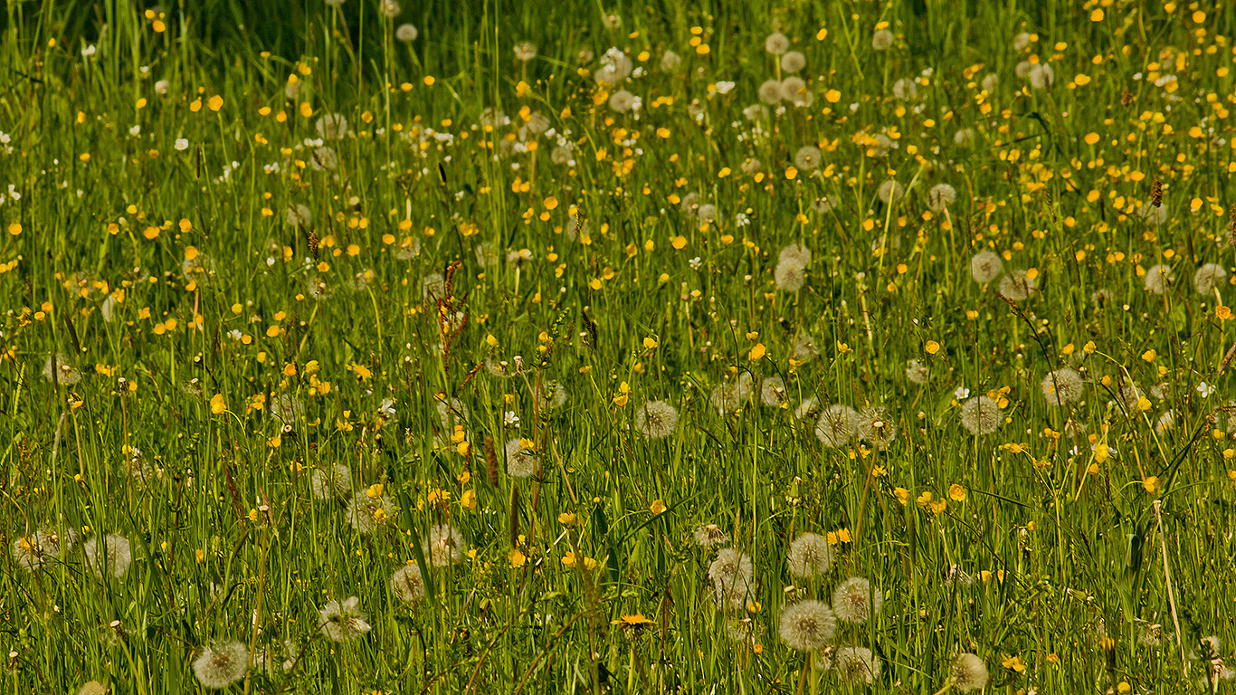 Blumenwiese 002 - Hintergrundbild