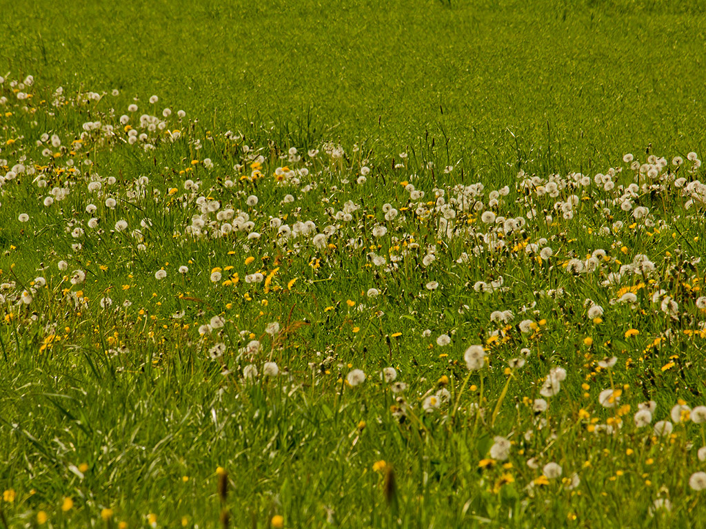 Blumenwiese 006 - Hintergrundbild