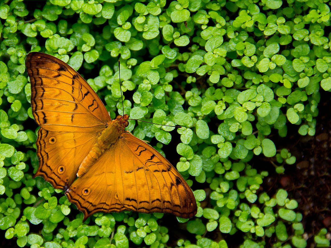 Schmetterling 107 - Kostenloses Hintergrundbild