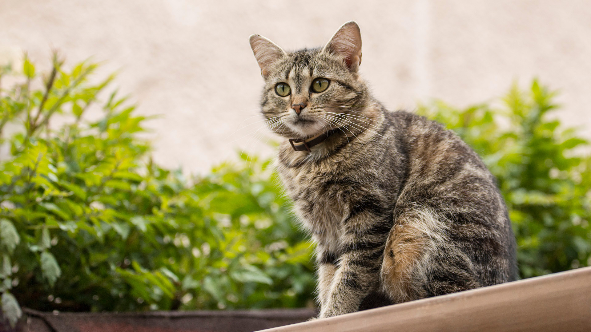 Katze am Dach FullHD Hintergrundbilder 1980x1020 px