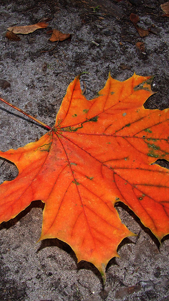 Herbst020 - Kostenloses Handy Hintergrundbild