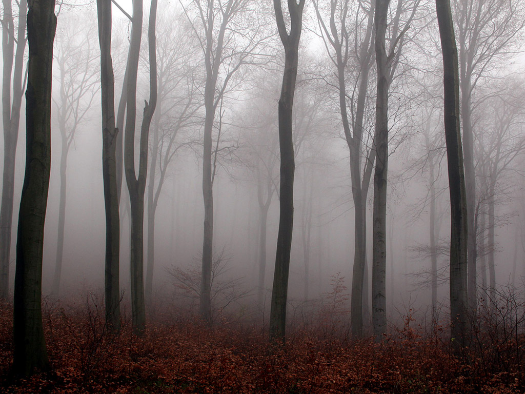 Nebel im Herbstwald #001