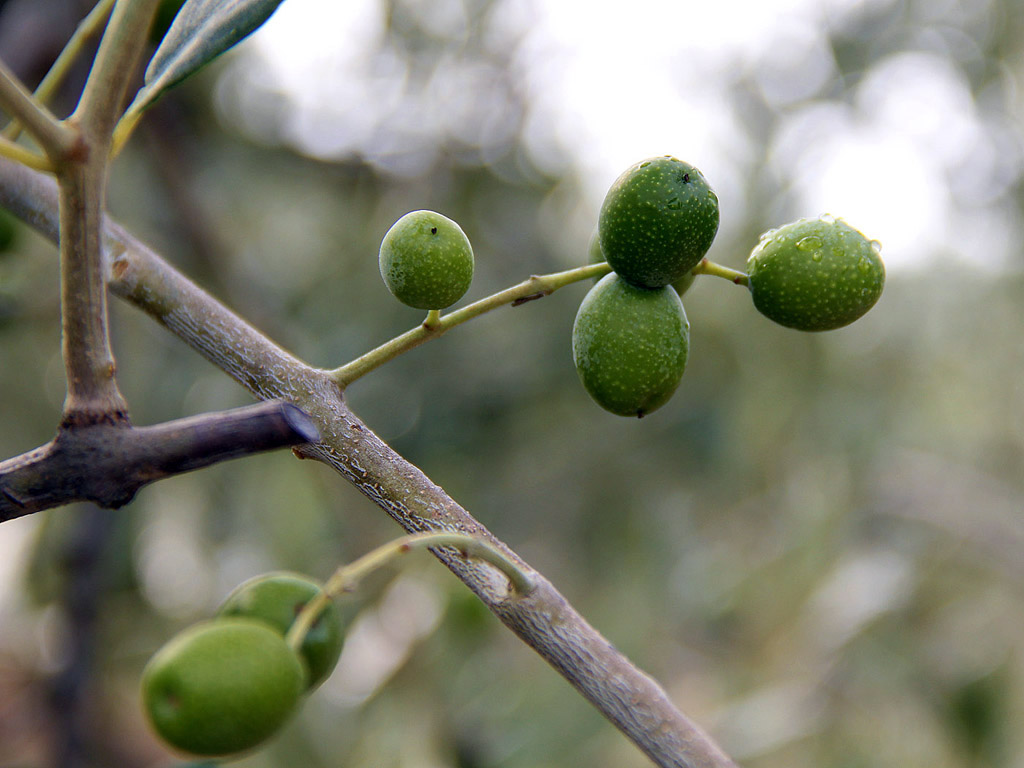 Grüne Oliven am Baum 002