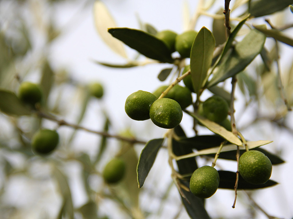 Grüne Oliven am Baum 004