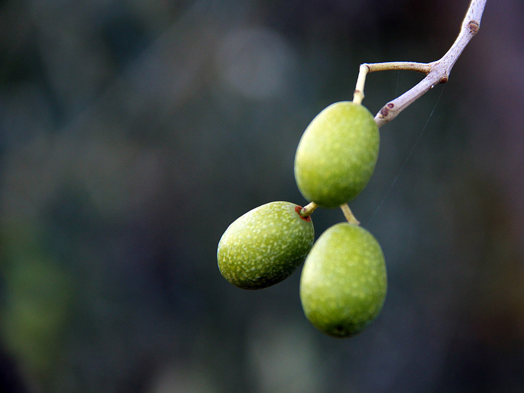Grüne Oliven am Baum 005