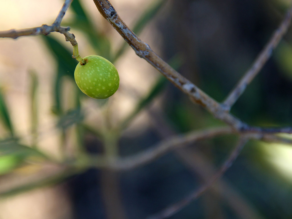 Grüne Oliven am Baum 006