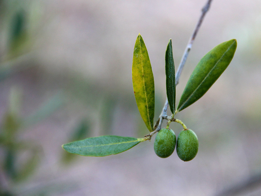 Grüne Oliven am Baum 009