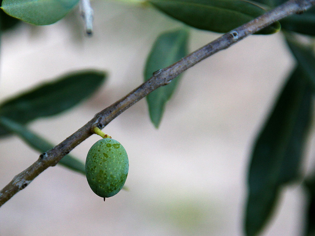 Grüne Oliven am Baum 012