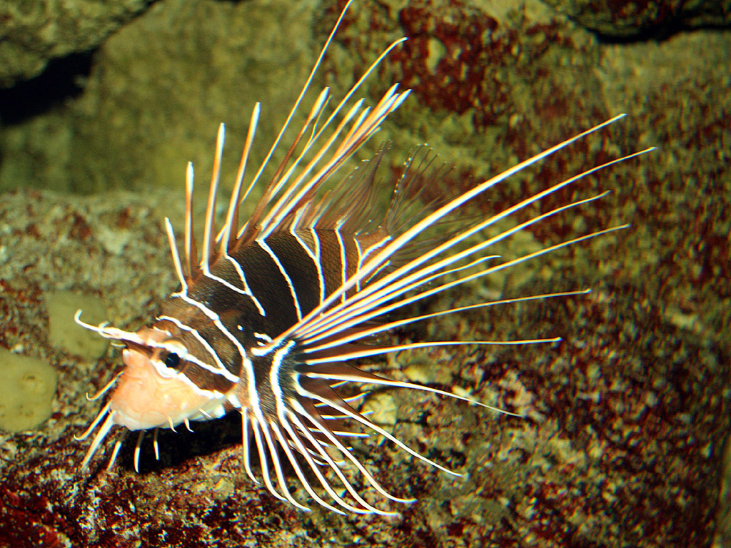 Fisch - Hintergrundbilder kostenlos: Tiere